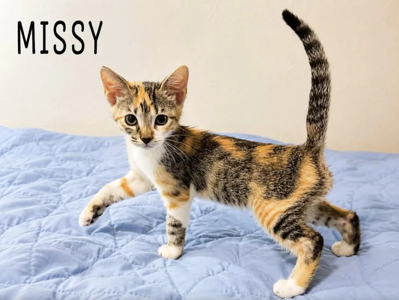 Missy thumbnail 2