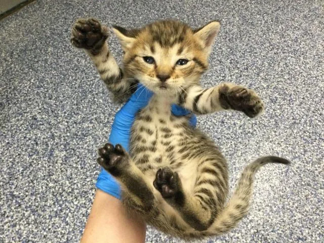 A baby small-sized male Domestic Short Hair cat named Phoebo for adoption in Thousand Palms, CA