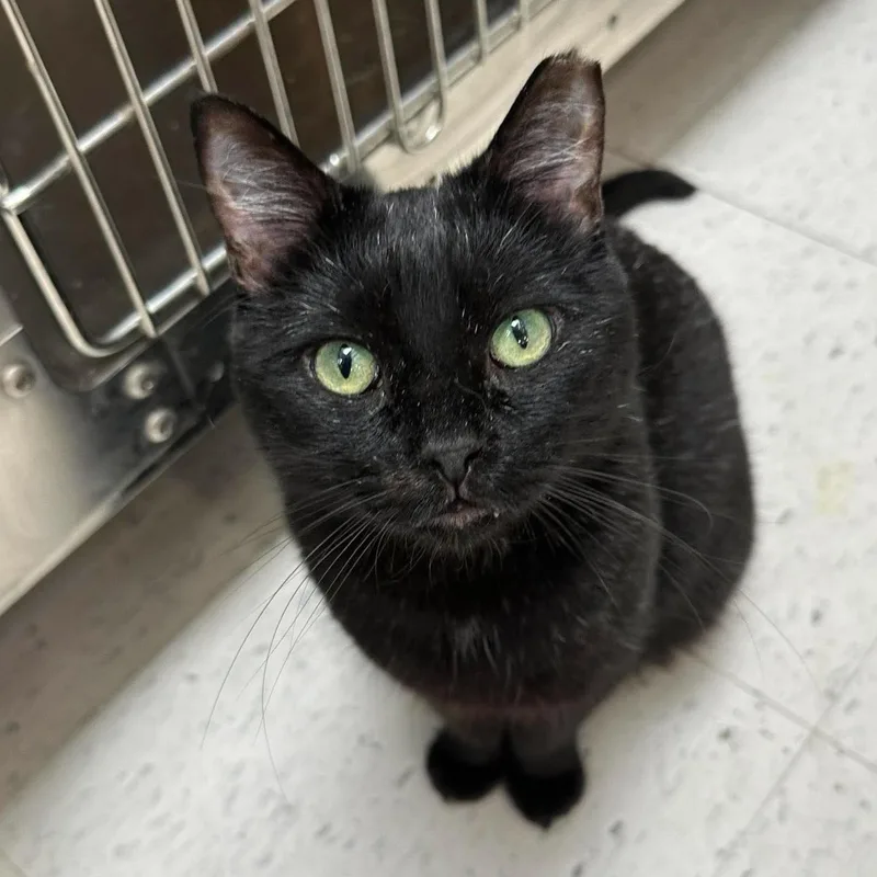 A young medium-sized male Black Domestic Short Hair cat named Pringles for adoption in Warr Acres, OK