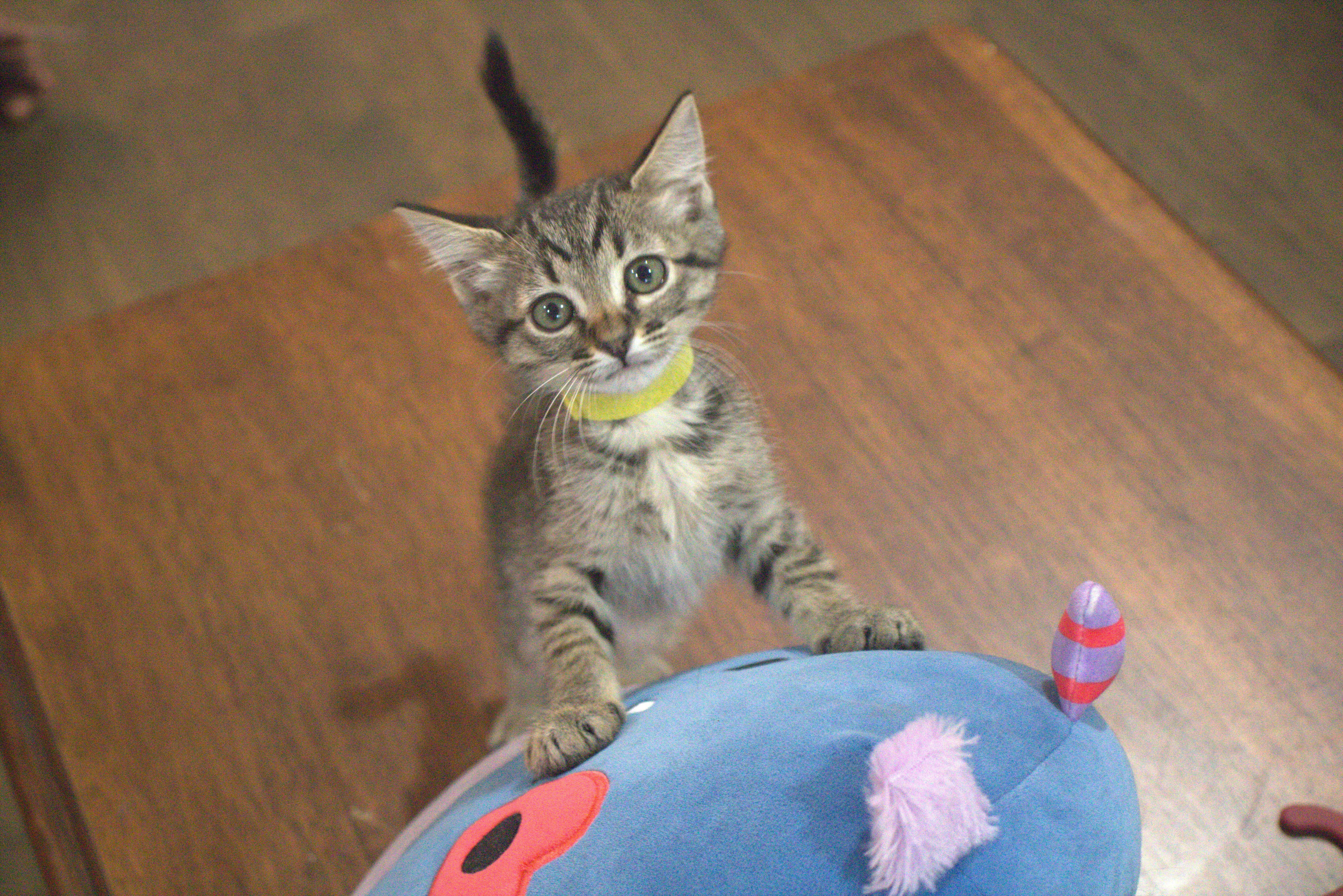 A baby medium-sized female Tabby (Gray / Blue / Silver) Domestic Short Hair cat named Pizzaz for adoption in Bryan, TX