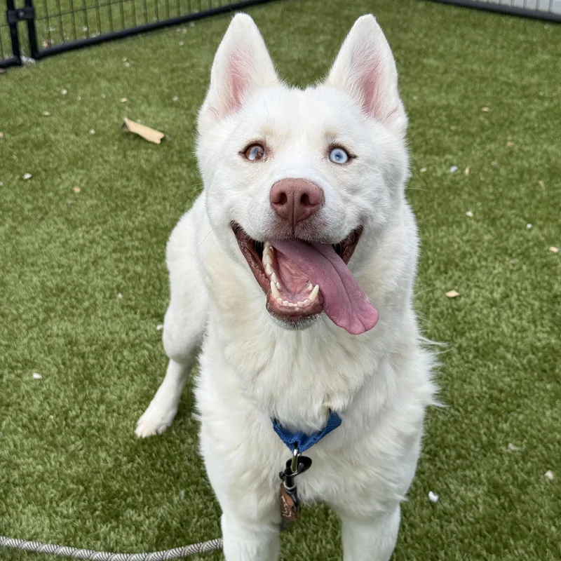 An adult medium-sized female White / Cream Siberian Husky dog named Landlubber for adoption in Columbus, OH