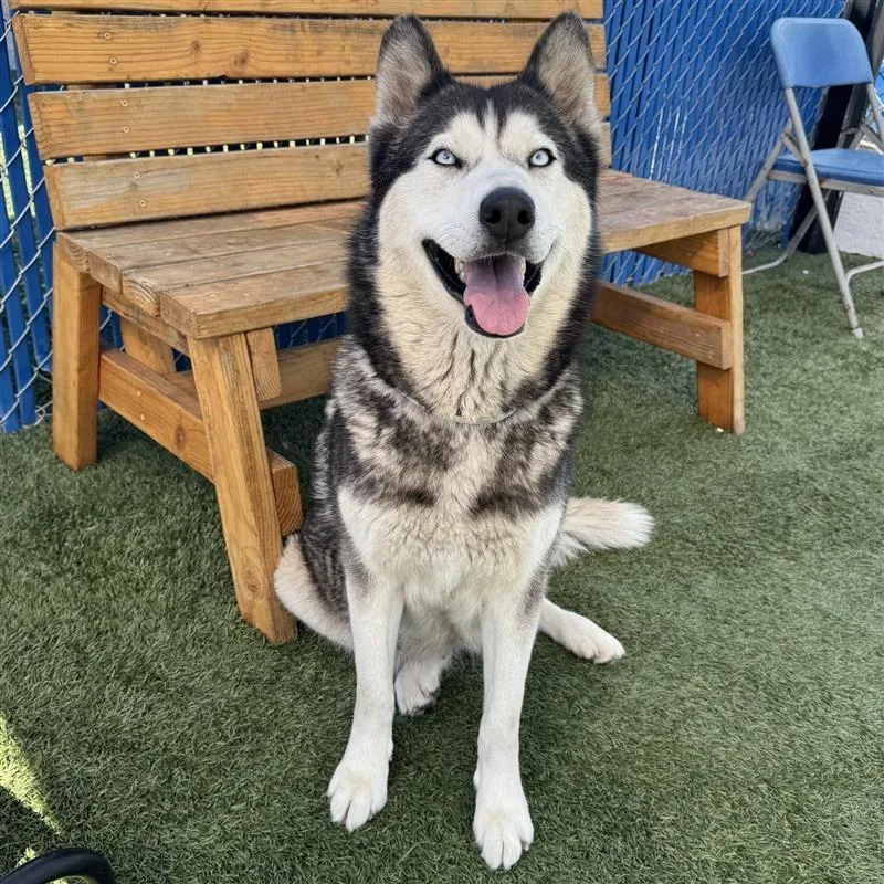 An adult medium-sized female Black Husky dog named Bella for adoption in Hawthorne, CA