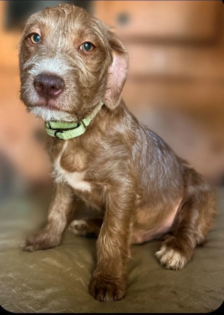 A baby medium-sized male Wirehaired Pointing Griffon dog named Foyer for adoption in San Diego, CA