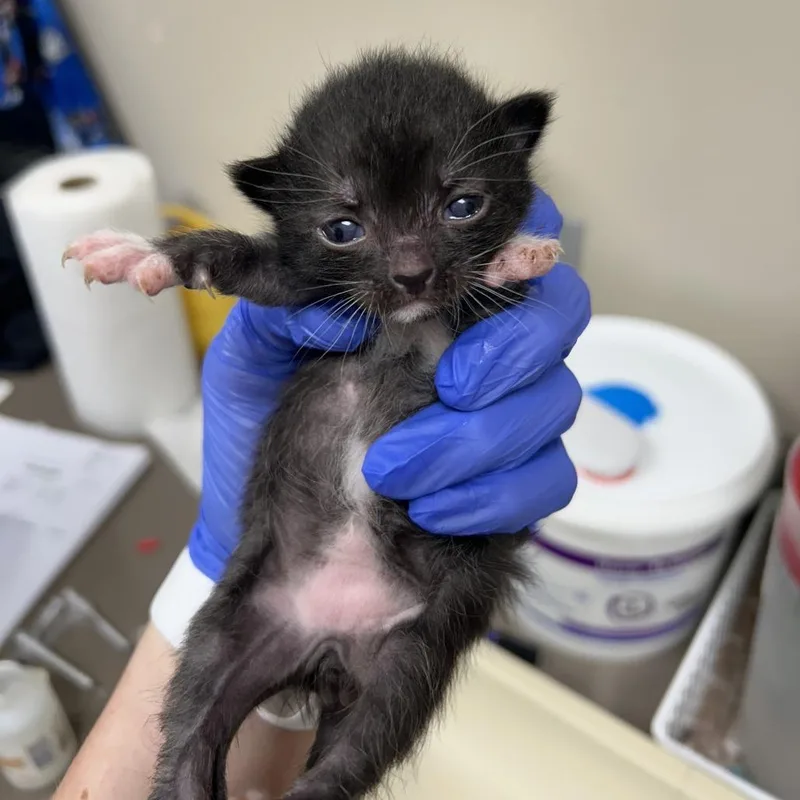 A baby small-sized male Black Domestic Short Hair cat named Flynn for adoption in Norfolk, NE