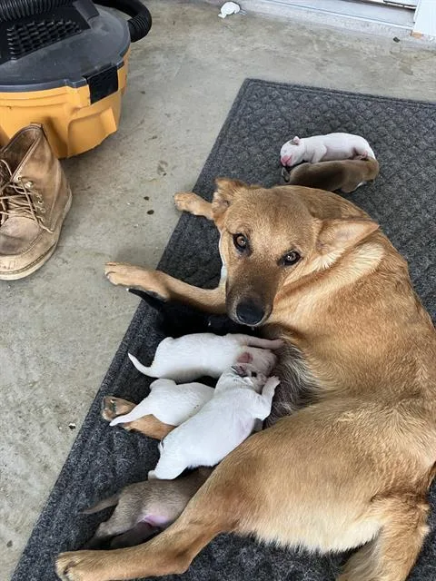 A young medium-sized female Mixed Breed dog named Daisy for adoption in Dallas, TX