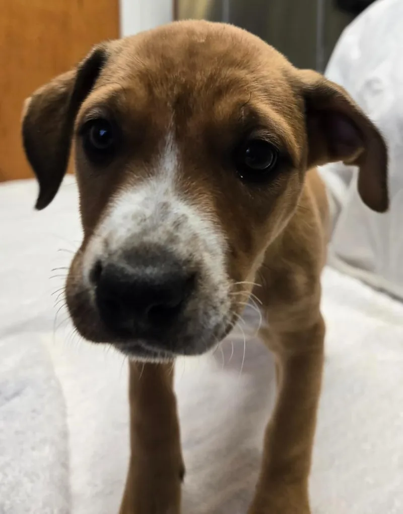 A baby small-sized female Doberman Pinscher dog named Marissa for adoption in Sandusky, OH