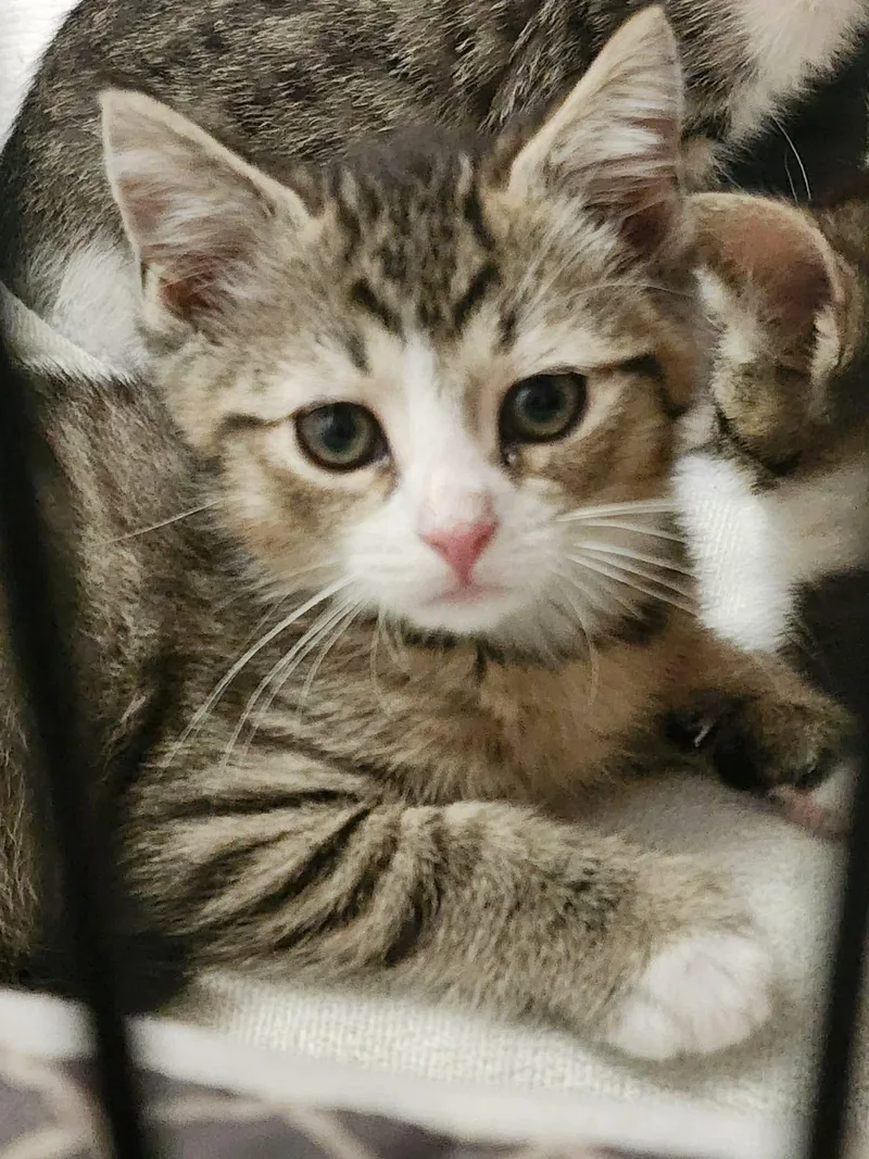 A baby small-sized male Domestic Short Hair cat named Franklin for adoption in Gettysburg, PA
