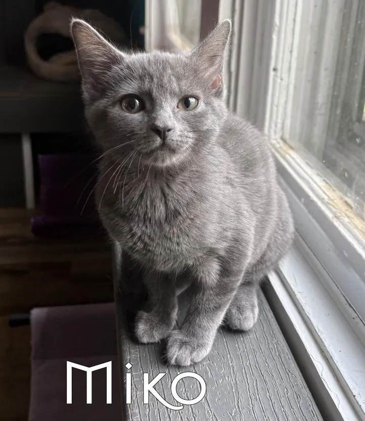 A baby small-sized male Gray / Blue / Silver Domestic Short Hair cat named Miko for adoption in Asheville, NC