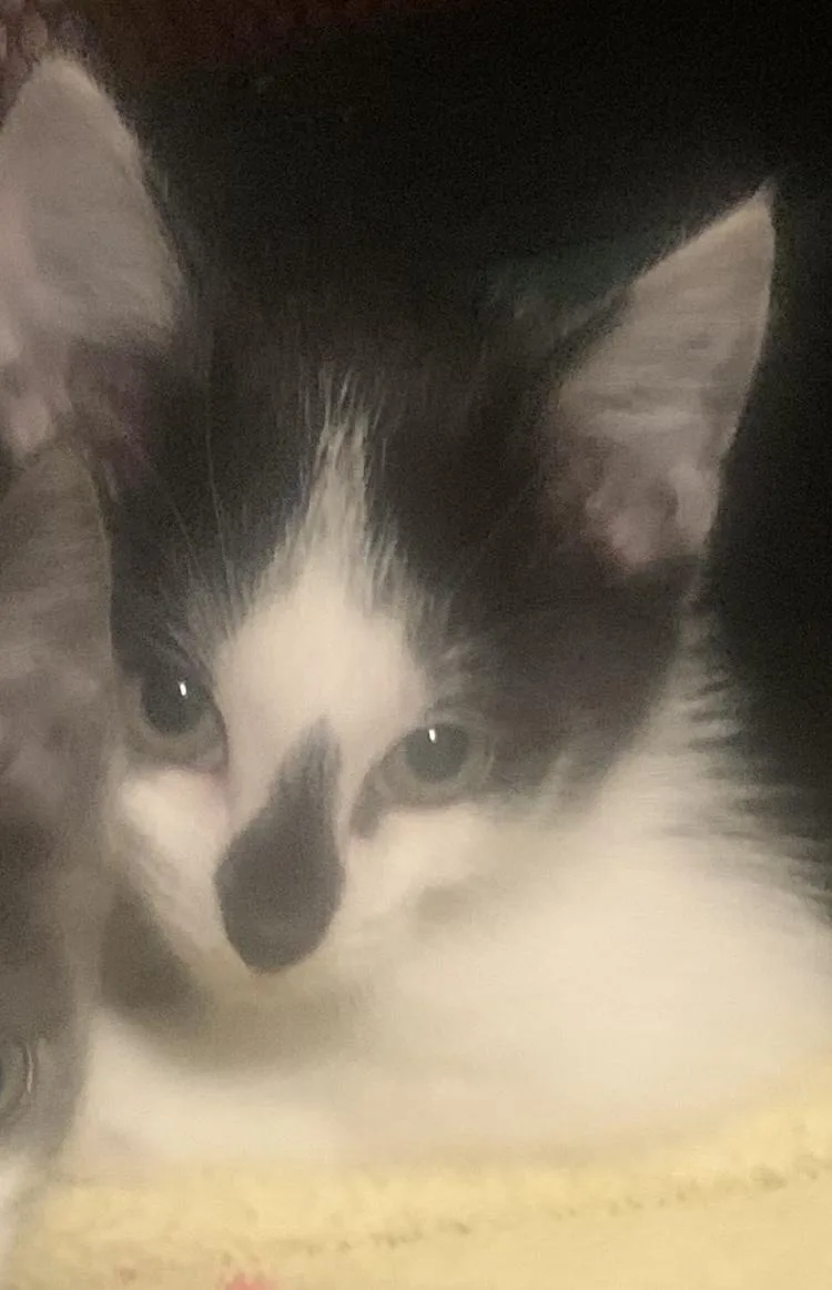 A baby small-sized female Black & White / Tuxedo Domestic Short Hair cat named Minnie for adoption in Turnersville, NJ