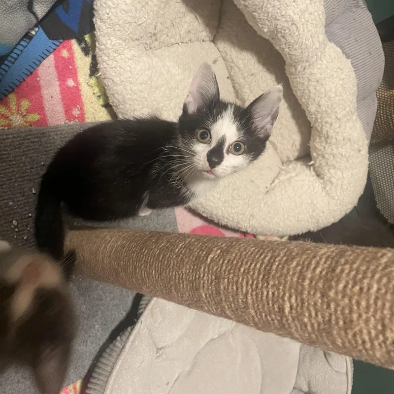 Minnie thumbnail 3