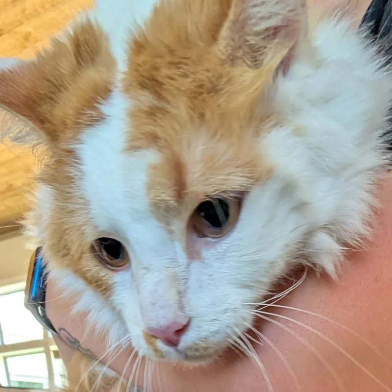 An adult extra large-sized male White Domestic Long Hair cat named Oliver for adoption in Fredericksburg, TX