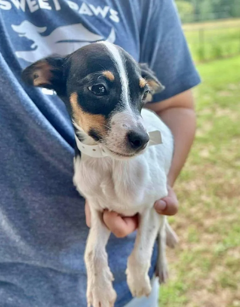A baby medium-sized male Mixed Breed dog named Morgan Wallen for adoption in Groveland, MA