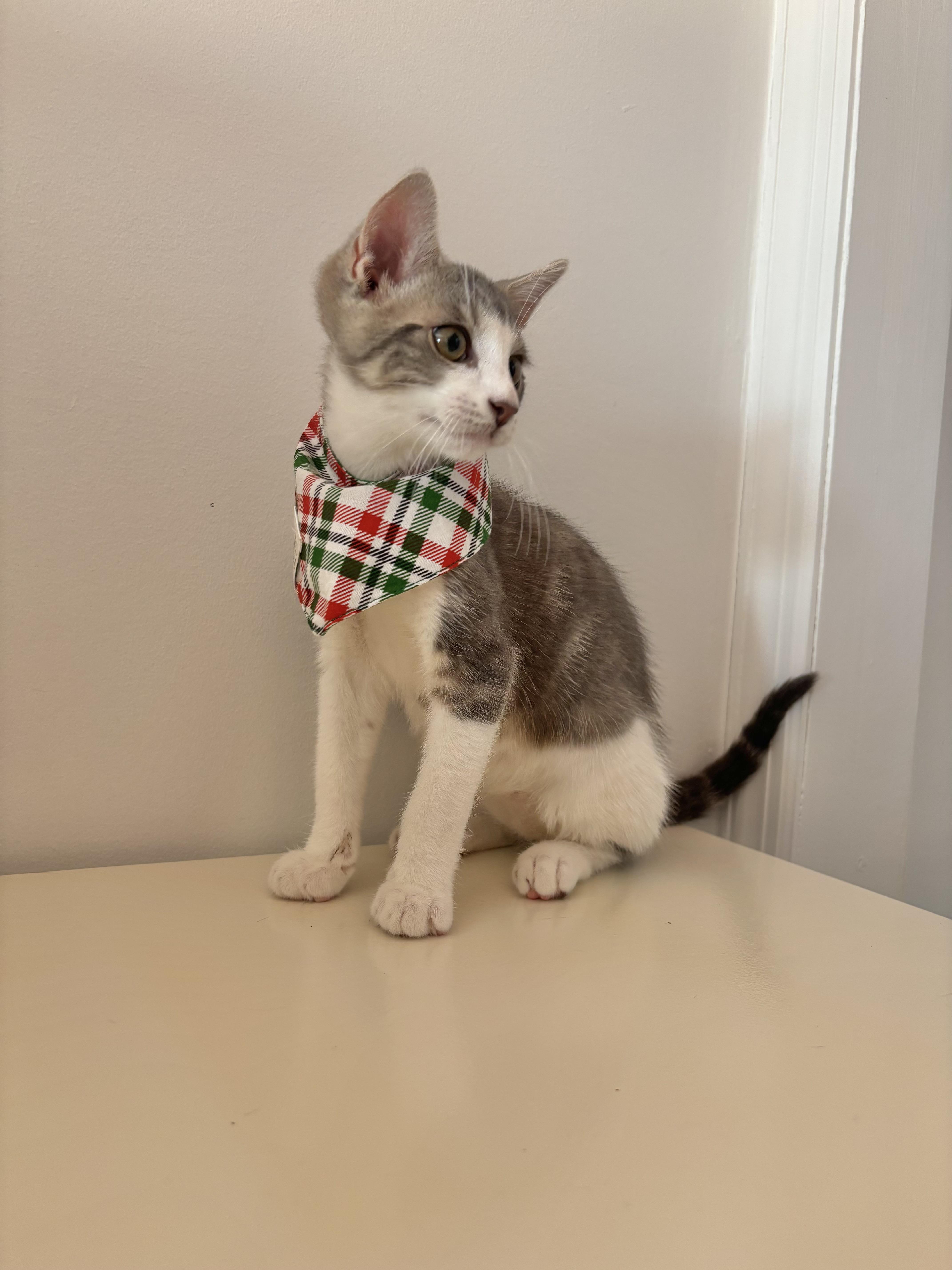 A baby small-sized male Gray & White Domestic Short Hair cat named Cloud for adoption in Bayside, NY