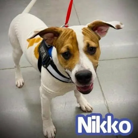 A young medium-sized male White / Cream Pit Bull Terrier dog named Nikko for adoption in Alma, WI
