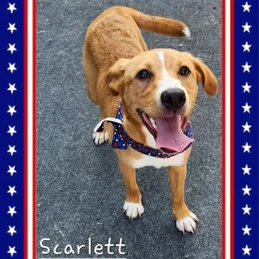 A young medium-sized female Yellow / Tan / Blond / Fawn Hound dog named Scarlett for adoption in Cleveland, TN