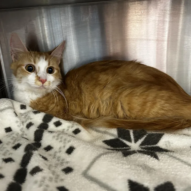 An adult medium-sized female Domestic Medium Hair cat named Astrid for adoption in Delaware, OH
