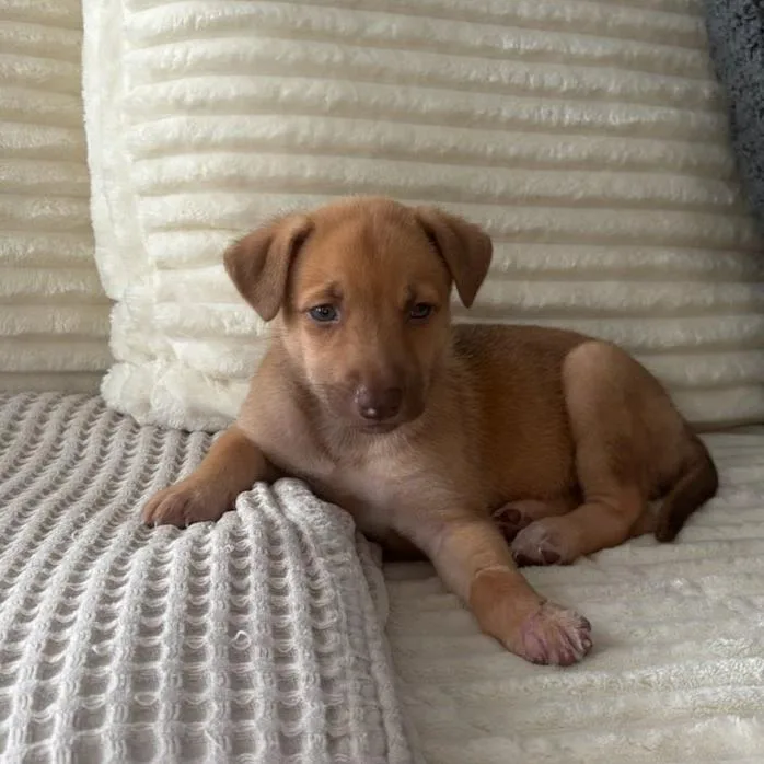 A baby small-sized female Yellow / Tan / Blond / Fawn Shepherd dog named Tomato for adoption in Edinburg, TX