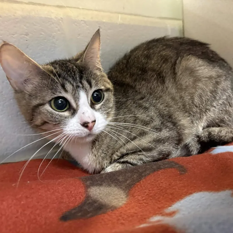 A young medium-sized female Brown / Chocolate Domestic Short Hair cat named Cashmere for adoption in Gloucester, VA