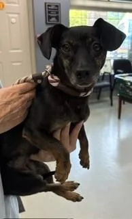 An adult small-sized female Black Mixed Breed dog named Moon for adoption in Maryville, TN