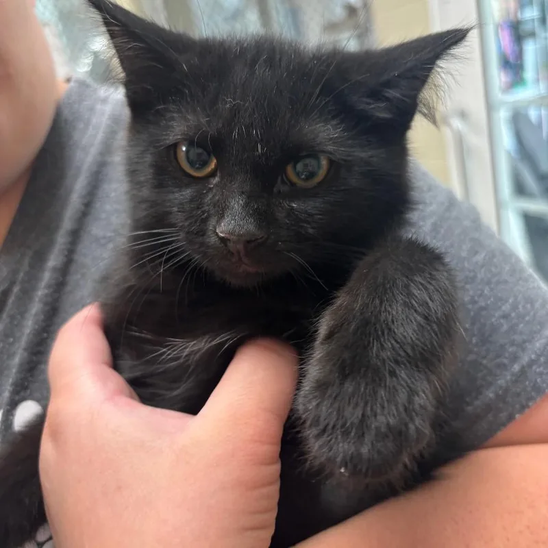 A baby small-sized male Black Domestic Short Hair cat named Mateo for adoption in Evansville, IN
