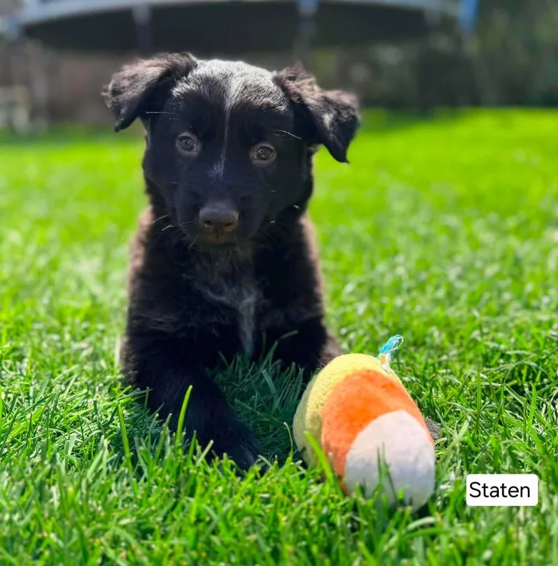 A baby medium-sized female Black German Shepherd Dog dog named Staten for adoption in St. Clairsville, OH