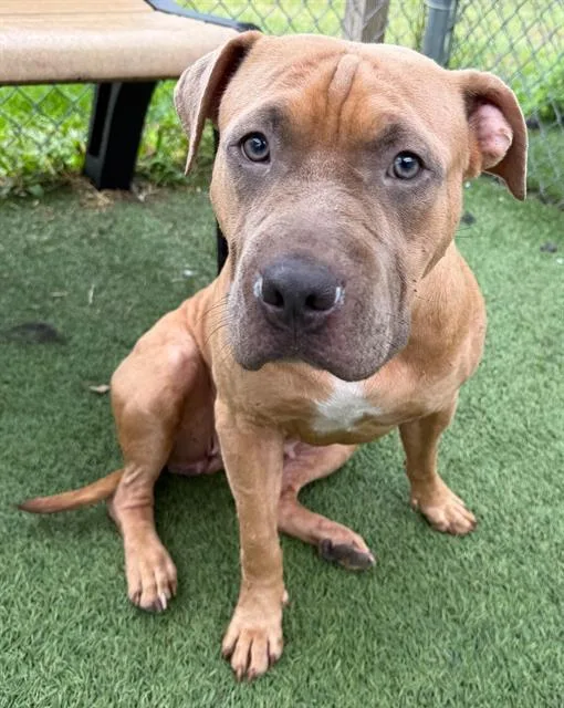 A young large-sized female Mixed Breed dog named Island for adoption in Columbia, SC