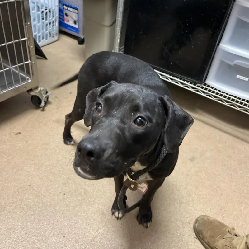 An adult medium-sized female Black Mixed Breed dog named Missy for adoption in Chattanooga, TN