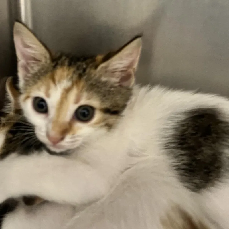 A baby small-sized female Brown / Chocolate Domestic Short Hair cat named Rock for adoption in West Palm Beach, FL