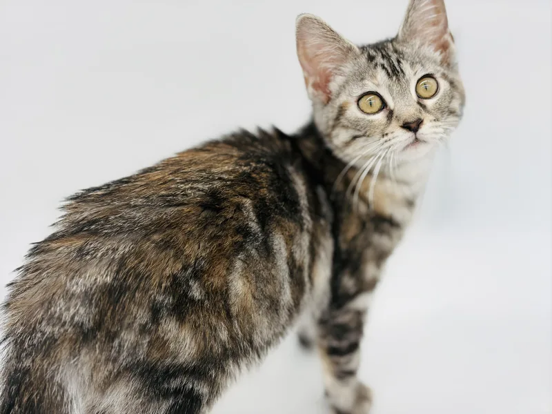A baby medium-sized female Domestic Short Hair cat named Adelaide for adoption in Lucedale, MS