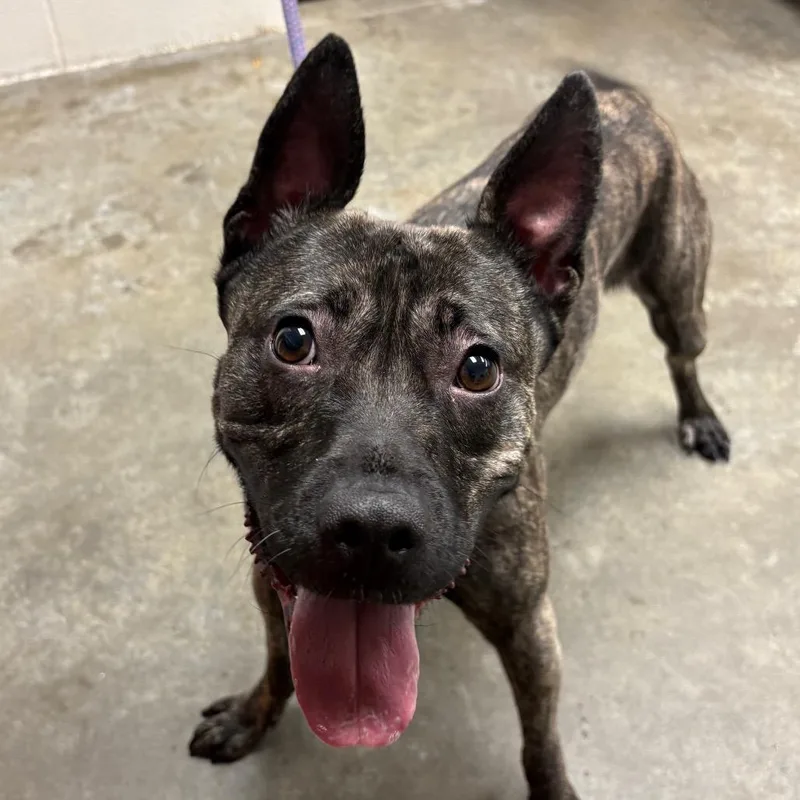 A young medium-sized female Shepherd dog named Cola for adoption in Manhattan, KS