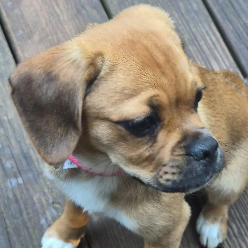 Nugget