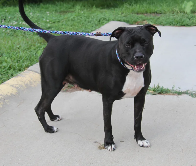 An adult medium-sized female Black Pit Bull Terrier dog named Rosa Barks for adoption in Marietta, OH