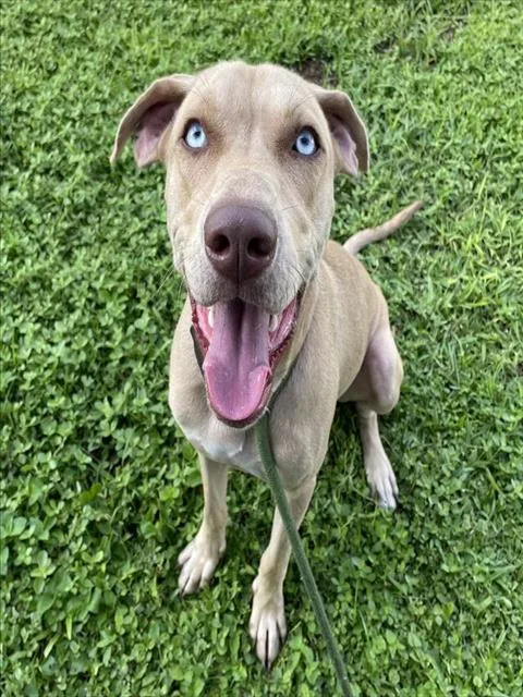 A young medium-sized male Mixed Breed dog named Tulio for adoption in Palmetto, FL