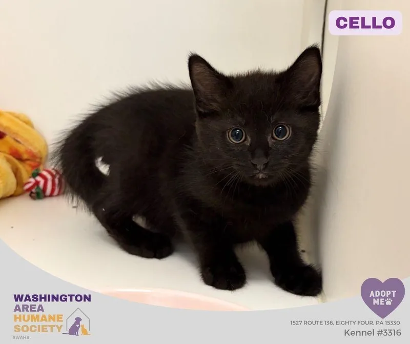 A baby small-sized male Black Domestic Short Hair cat named Cello for adoption in Eighty Four, PA