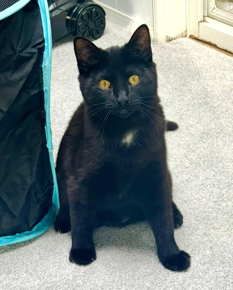 A young medium-sized female Black Domestic Short Hair cat named Raven for adoption in Chico, CA