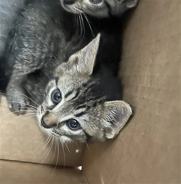 A baby medium-sized male Domestic Short Hair cat named Luigi for adoption in Dallas, TX