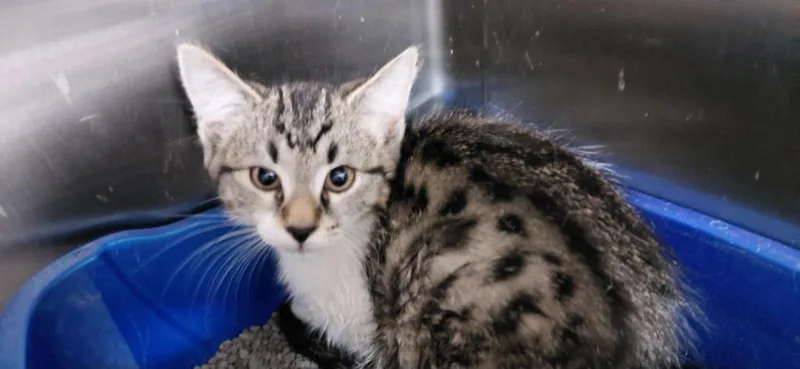A baby small-sized male Domestic Short Hair cat named Wyatt for adoption in Henderson, NC