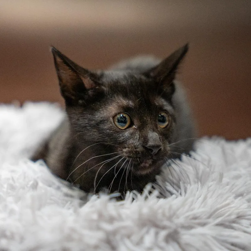 A baby medium-sized female Domestic Short Hair cat named Tiny for adoption in Gainesville, GA