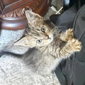 A baby small-sized female Buff / Tan / Fawn Domestic Short Hair cat named Little Girl for adoption in Fredericksburg, TX