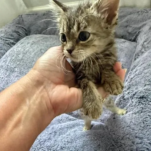 Little Girl thumbnail 2