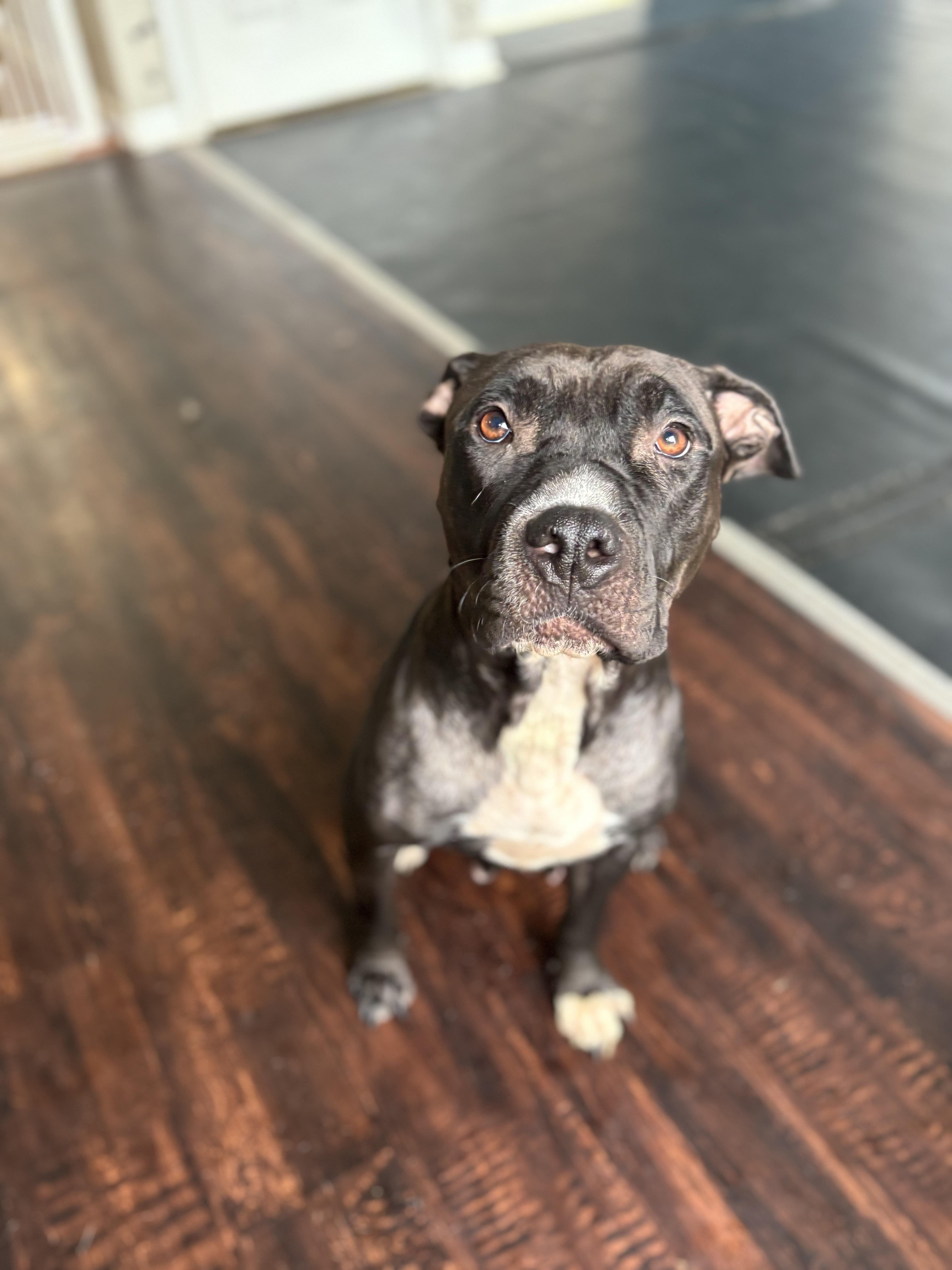 An adult medium-sized female Black Pit Bull Terrier dog named Blue Moon for adoption in Felton, PA