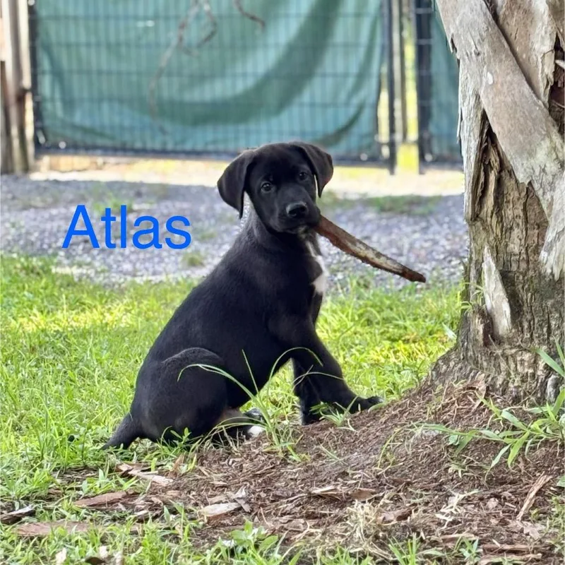 Atlas