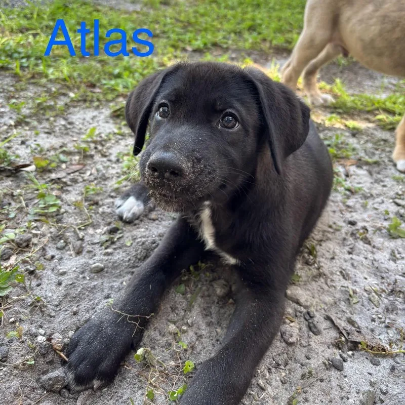 Atlas thumbnail 2