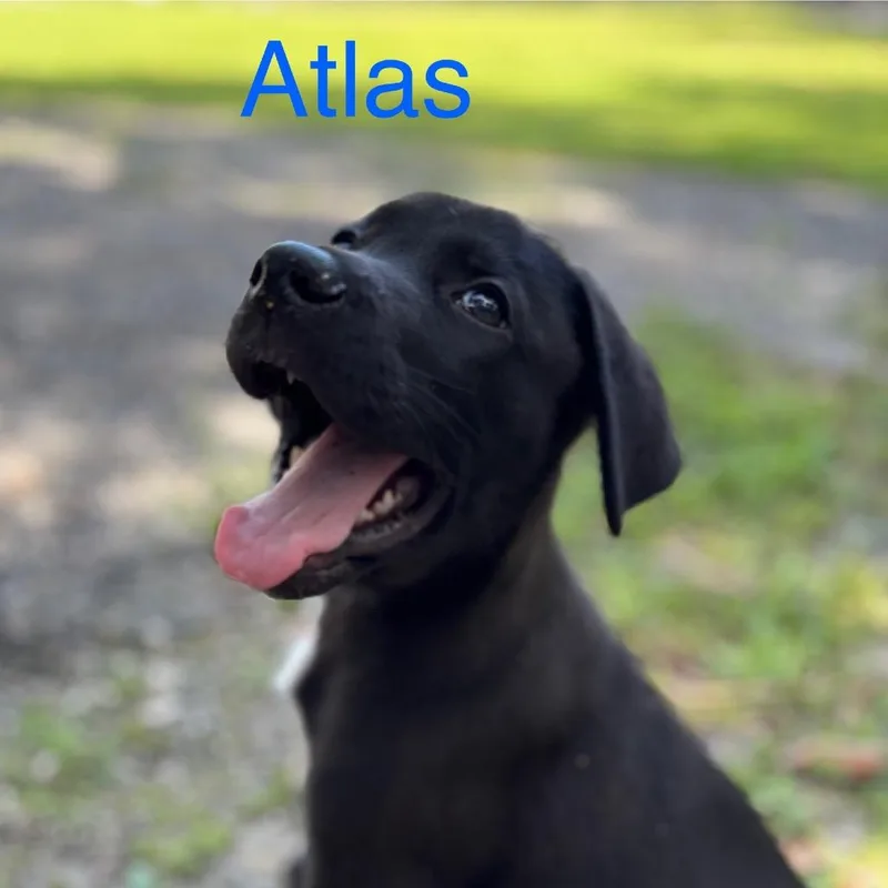 Atlas thumbnail 4