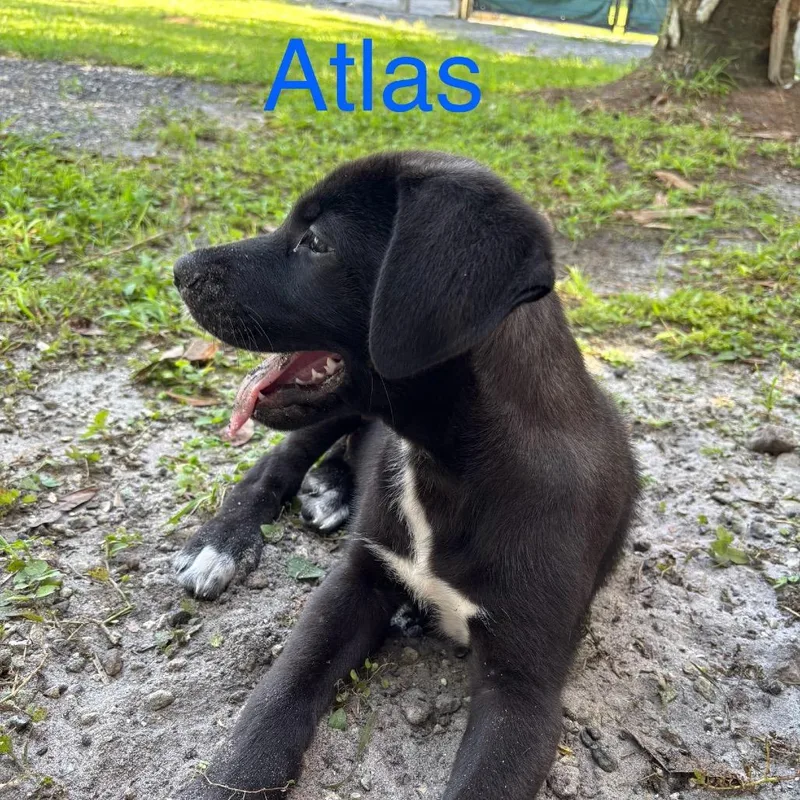 Atlas thumbnail 6