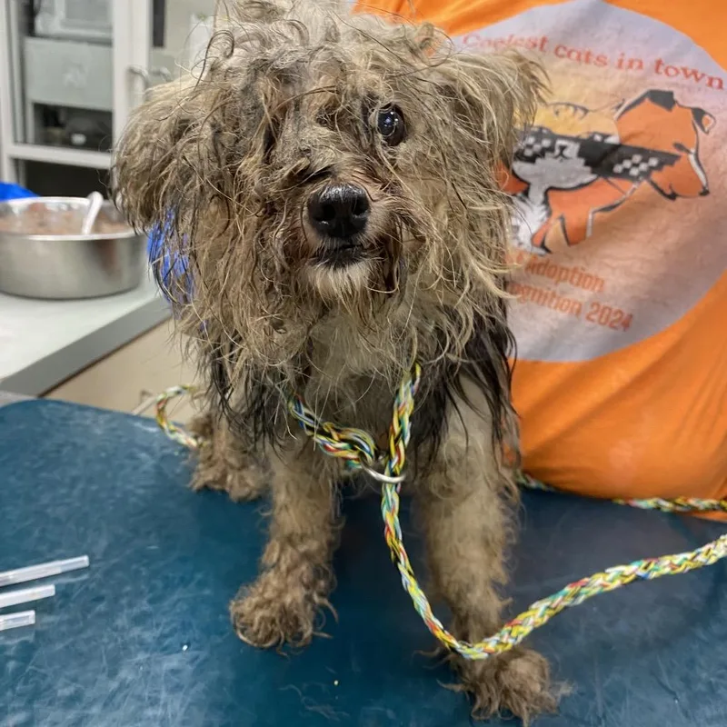 An adult small-sized female Yorkshire Terrier dog named WAGSStray_ for adoption in Westminster, CA