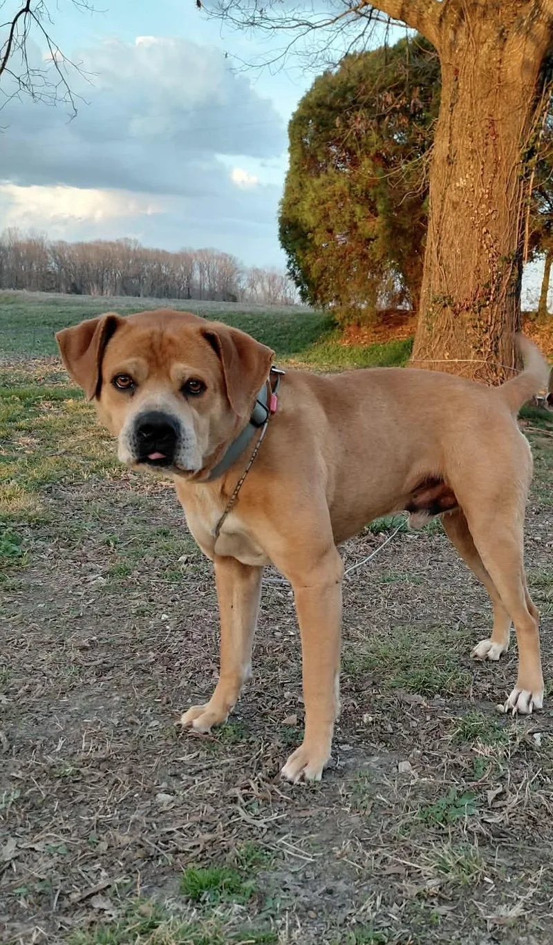 Scrappy Doo thumbnail 2