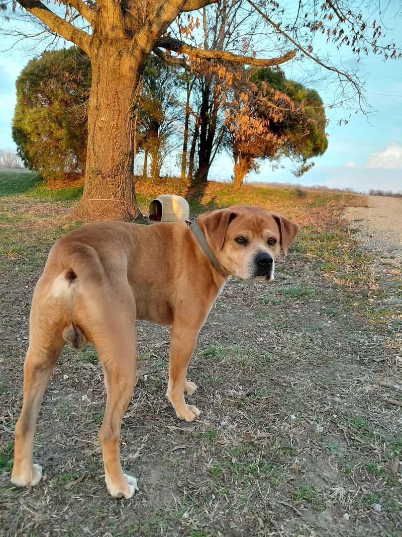 Scrappy Doo thumbnail 3