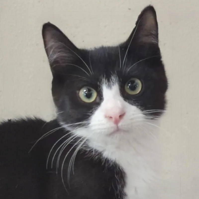 A baby small-sized male Black Domestic Short Hair cat named Jb for adoption in Ashland, VA