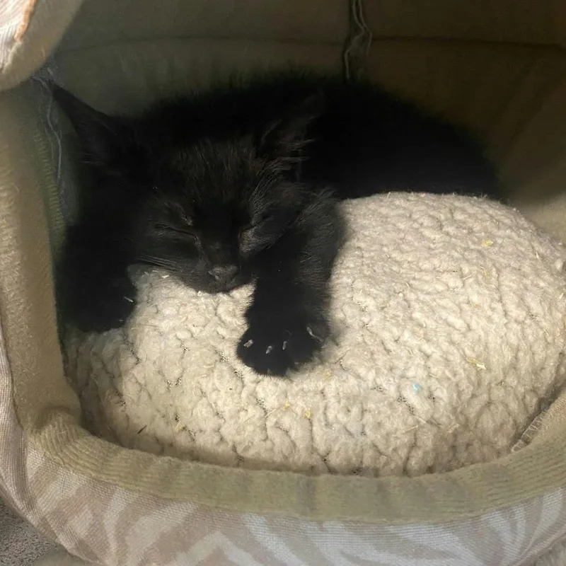 A baby small-sized male Black Domestic Medium Hair cat named Oliver for adoption in Greenville, PA